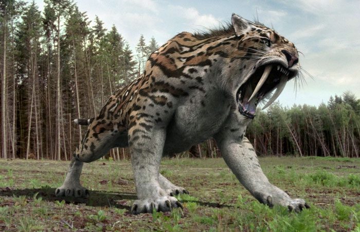 Smilodon is a genus of extinct subfamily Machairodont within the Felidae family.