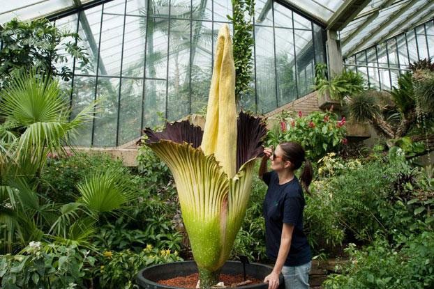 The Amorphophallus titanum can reach a height of 3.7m and weigh up to 11kg.