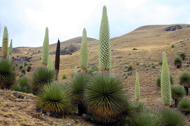 The flowers of Puya Raimondii only bloom when the plant is 100 to 150 years old.