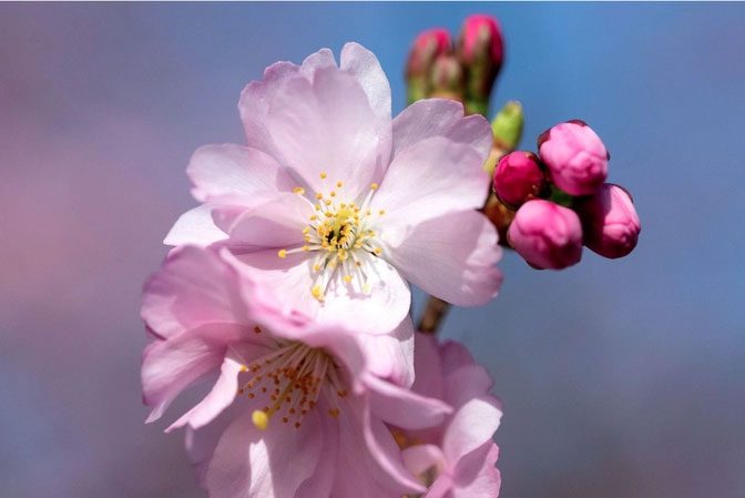 Cherry blossoms in full bloom at the Olympic Park in Munich (Germany) during Spring 2023