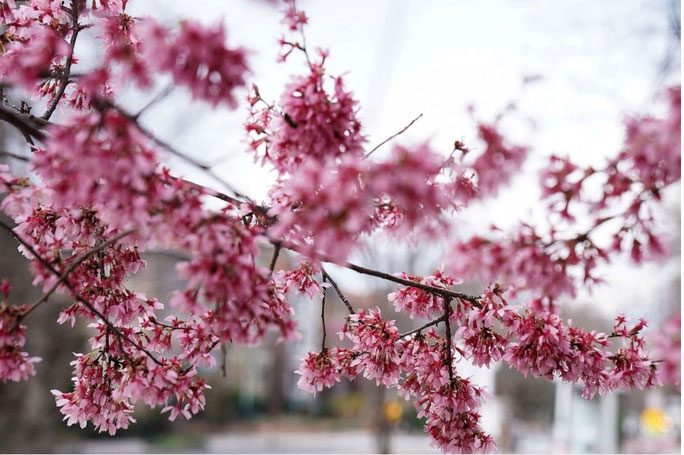 A cherry blossom tree blooming in warm weather in Washington, USA