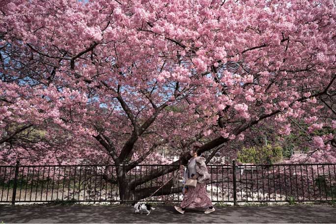 A woman walking her dog under the blooming cherry blossoms in Kawazu, Japan
