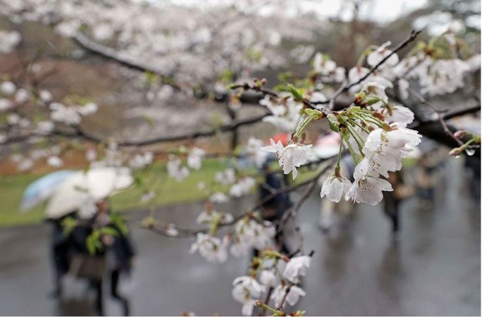 Cherry blossoms blooming in the grounds of the Imperial Palace in Tokyo, Japan