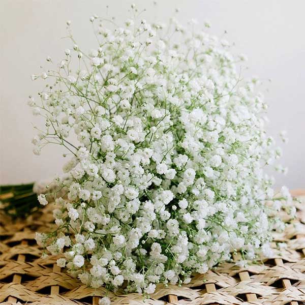 Baby's Breath