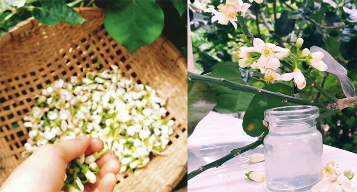 Pomelo flowers have antibacterial properties, beneficial for those with colds...