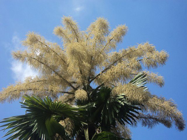 Talipot Palm