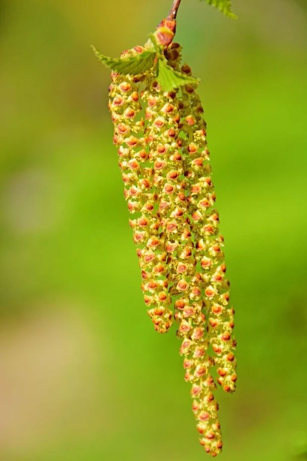 Flowers of the Populus tomentosa, a type of tree in the willow family, commonly grown in China.