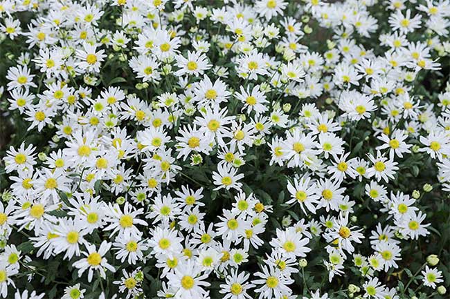 Daisy
