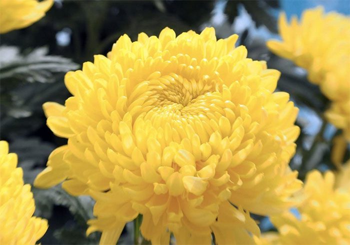Chrysanthemum