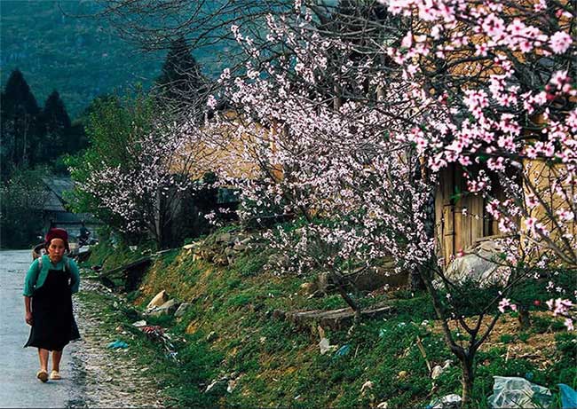 Peach blossoms in the highlands.