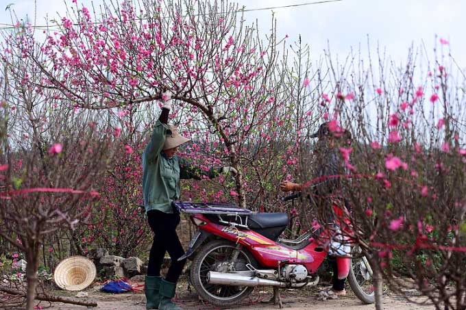 Peach Blossoms