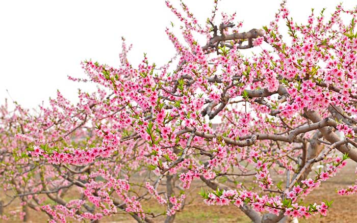 Peach blossoms symbolize Tet.