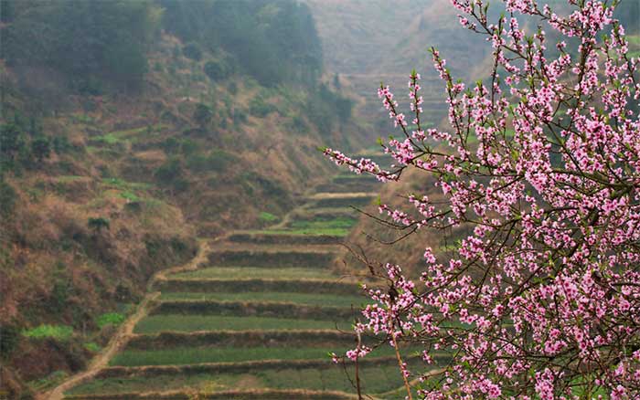 Peach branches, symbols of vitality and longevity.
