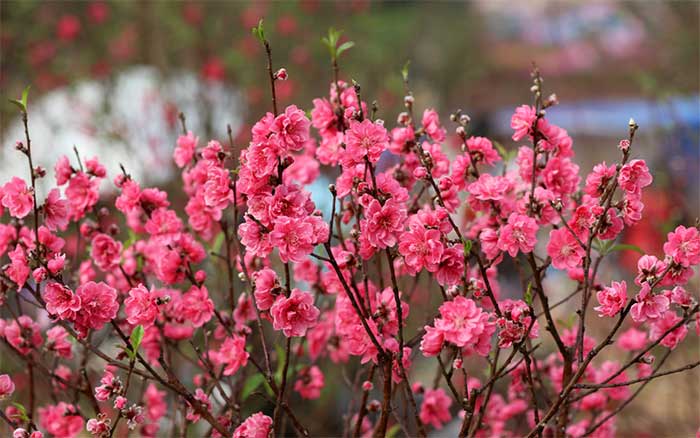 The pink of peach blossoms always evokes freshness, joy, and happiness.