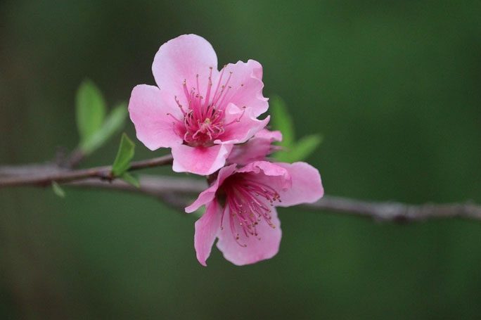 Peach blossoms blooming in Poonch, India