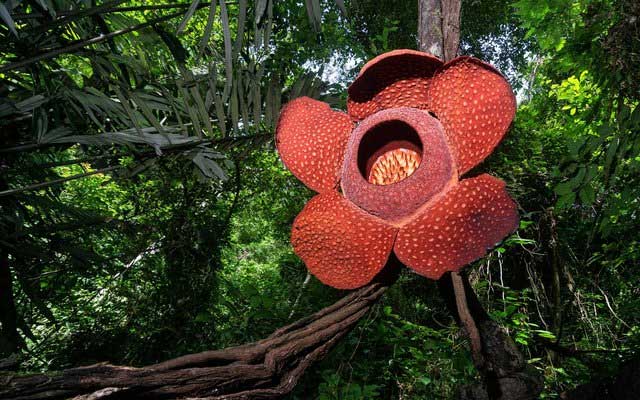 The corpse flower can have a diameter of up to 1.5m and weigh between 10-12kg.
