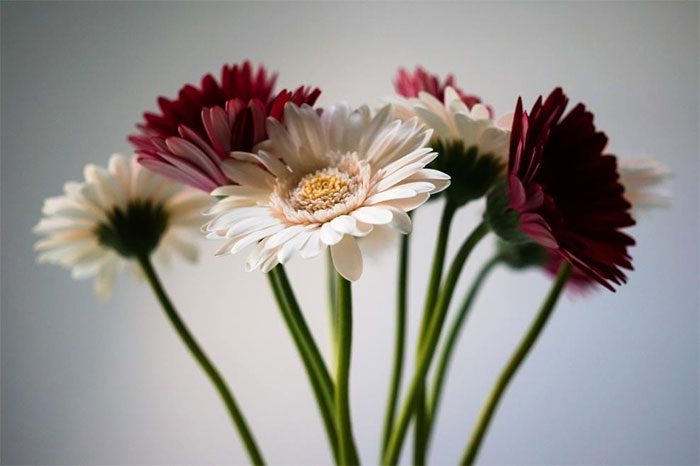 Gerbera Daisy