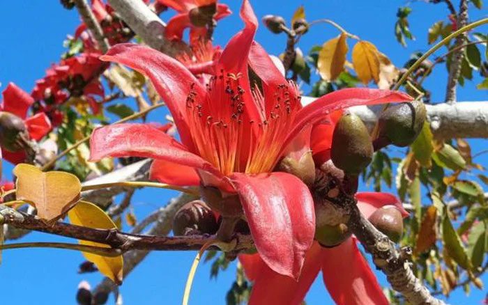 Almost every part of the silk cotton tree can be used as medicine.