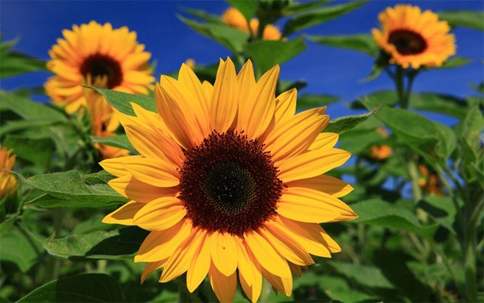 Sunflower