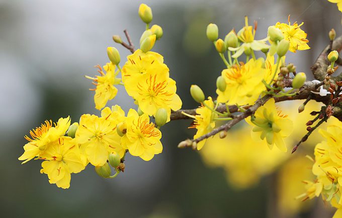 Apricot Blossoms