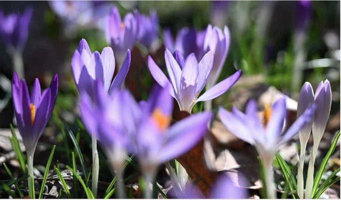 Crocus flowers in full bloom