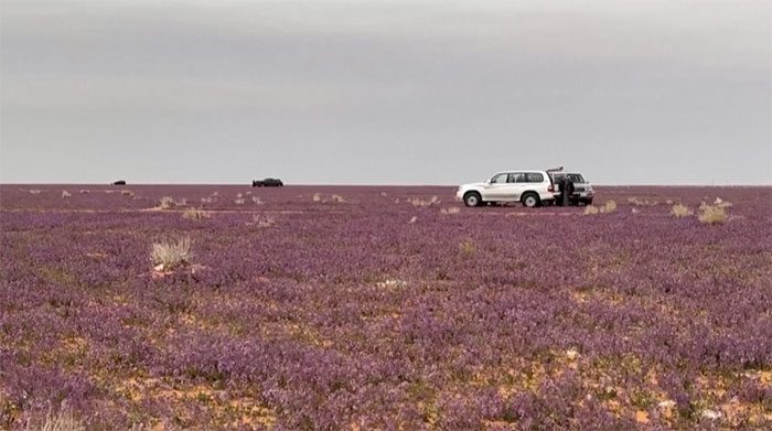 Lavender covering the desert.
