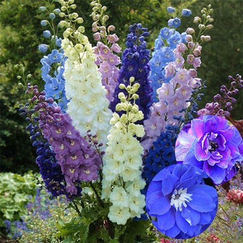 Delphinium Flowers