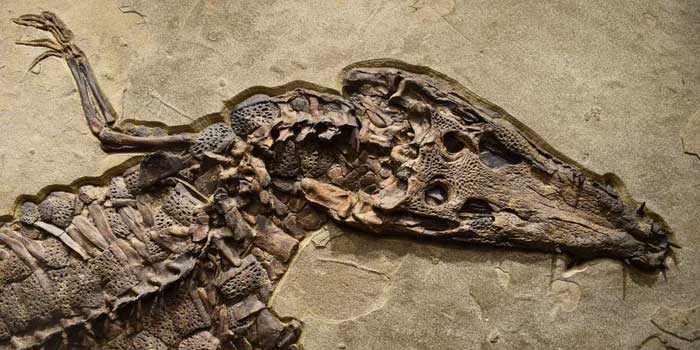 Only a small fraction of organisms that have existed on Earth appear in fossils.