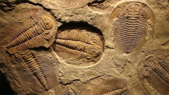 A series of trilobite fossils embedded in sediment.