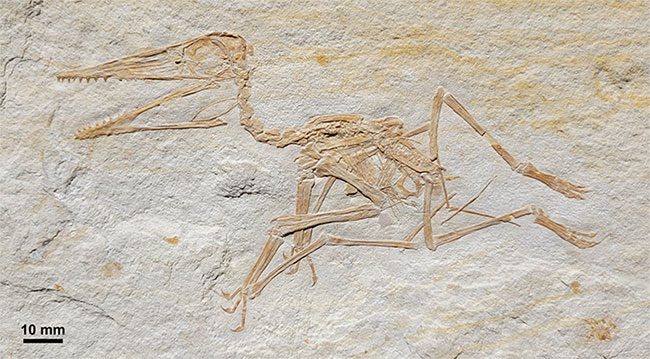 Close-up of the intact "flying monster" fossil recently found in Germany
