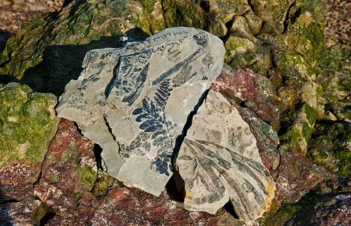 Ancient ferns preserved in rocks washed ashore at Fundy Bay.