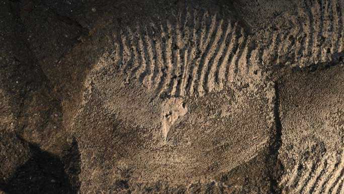 Excavated fossil of the water monster