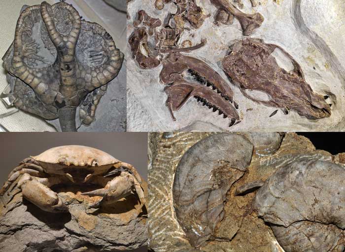 Fossils only form under very specific conditions