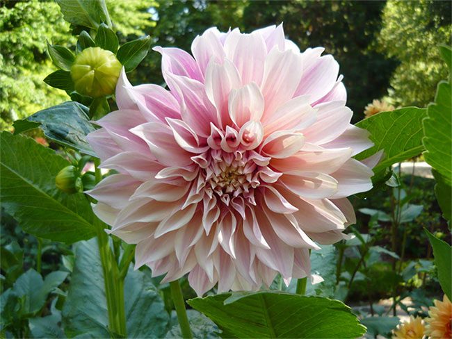 Dahlia