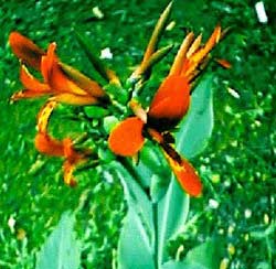 Galangal Flower