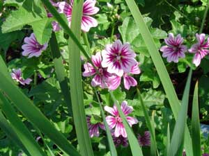 Mallow flower