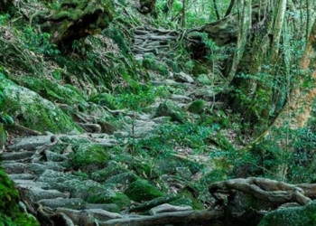 hon island always in season trees over a thousand years old saturated like the fairy world 125500