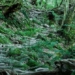 hon island always in season trees over a thousand years old saturated like the fairy world 125500