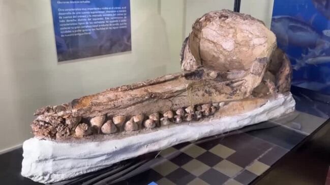 Sperm whale skull found in Ocucaje Desert, Peru.