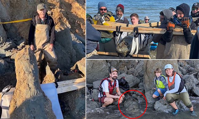 The giant whale skull fossil excavated on Matoaka Beach.