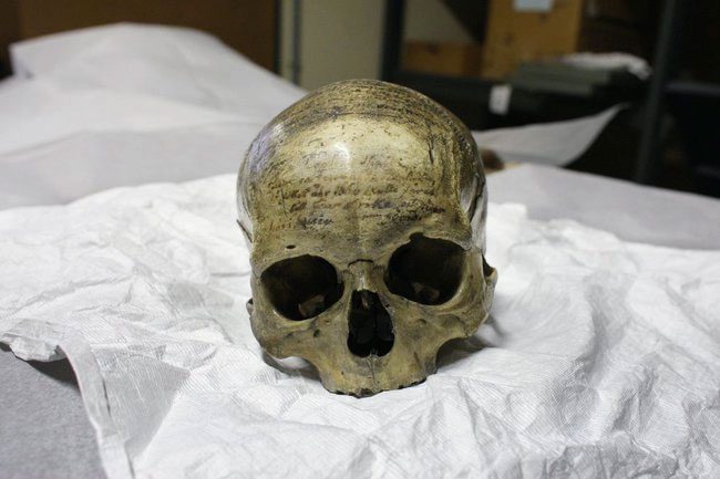 René Descartes' skull displayed at the Musée de l'Homme in Paris.