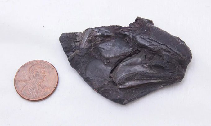 Fossil skull containing the 319 million-year-old brain of a ray-finned fish.