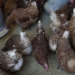 how dangerous is h5n1 avian flu 126040