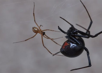 how dangerous is the venomous mouse that has a 15 times better adaptation than snakes 125502