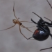 how dangerous is the venomous mouse that has a 15 times better adaptation than snakes 125502