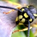 how do bees communicate with each other 6560