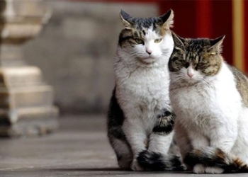 how do cats understand human language