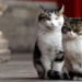 how do cats understand human language