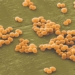how golden rod bacteria invades dangerous foods 95499