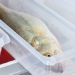 how long can vegetables be stored in the fridge 125098